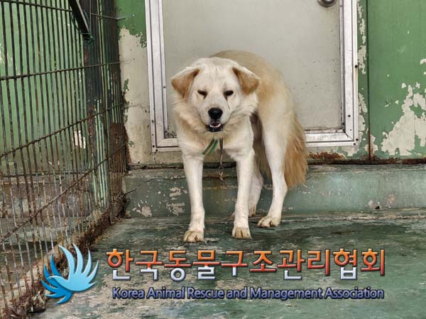 믹스견 이미지 파일 입니다.